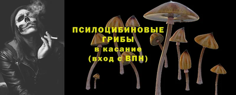 MEGA как войти  Сосновка  Галлюциногенные грибы Cubensis 